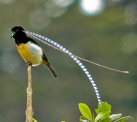 Birds of the World: King of Saxony bird-of-paradise