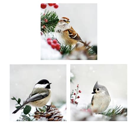 Winter Photography Birds Photo Set of 3 Wildlife Prints, Winter Bird ...