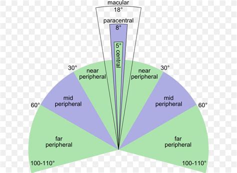 Peripheral Vision Visual Perception Fovea Centralis Eye Retina, PNG, 624x600px, Peripheral ...