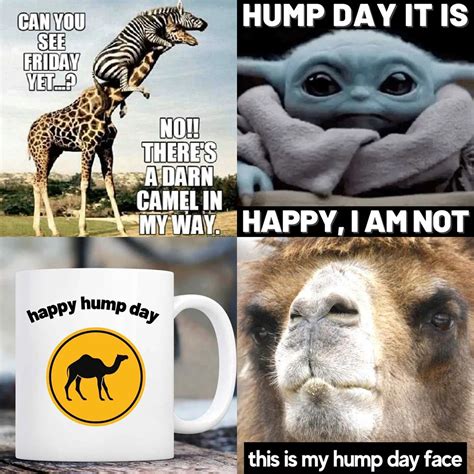 100+ Happy Hump Day Funny Meme - Meme Funny