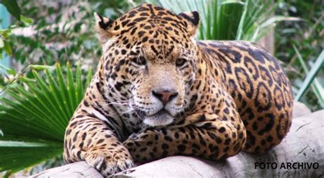 Jaguar en peligro de extinción por caza furtiva - eloriente.net