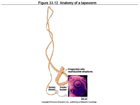 Figure 33.12 Anatomy of a tapeworm