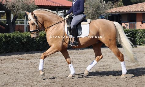 Palomino Horse Dressage