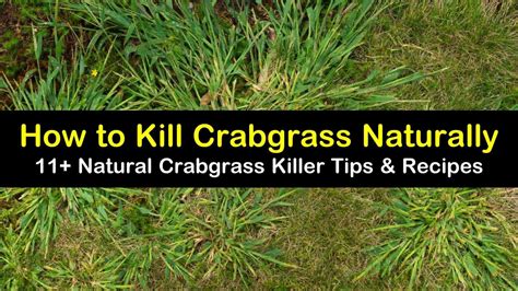 Effective Natural Methods To Kill Crabgrass | LawnHelpful.com