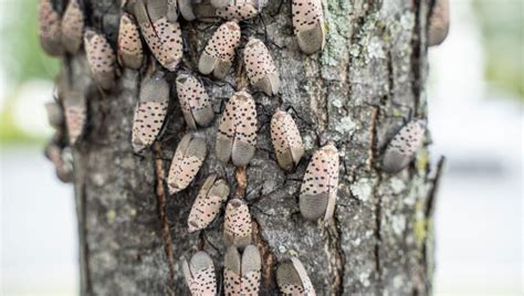 spotted lanternfly - Slug-A-Bug Pest Control