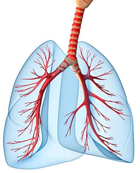 What is a Bronchial Cell? (with pictures)