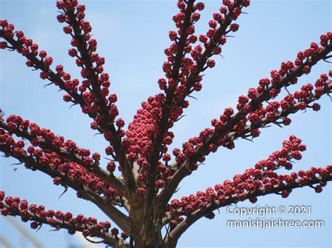 Umbrella Tree/ Octopus Tree - Manish Jaishree