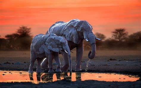 Download wallpapers 4k, Africa, elephants, sunset, mother and cub, wildlife, Botswana for ...