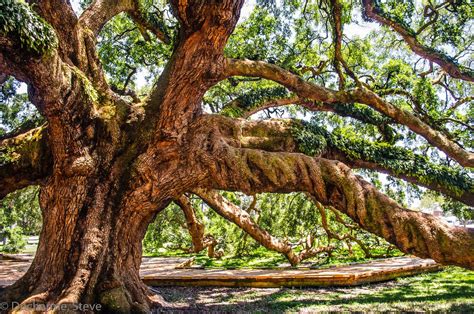 water oak tree florida - Maryetta Stclair