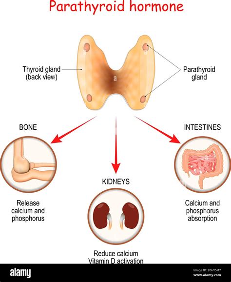 Hormones produced by the parathyroid gland. Parathyroid hormone (PTH). parathormone. parathyrin ...