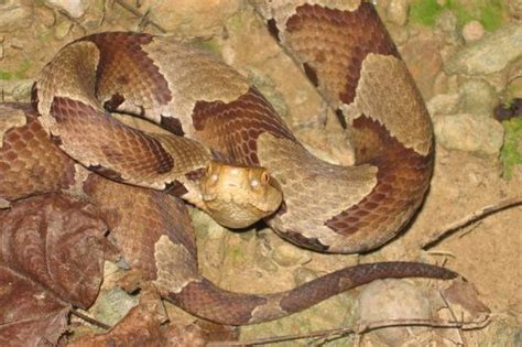 Northern Copperhead – PA HERP IDENTIFICATION