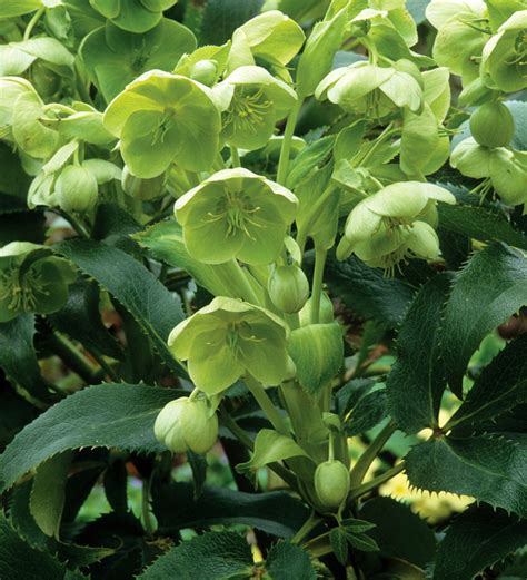 Buy Helleborus argutifolius | Corsican Hellebore | Sarah Raven