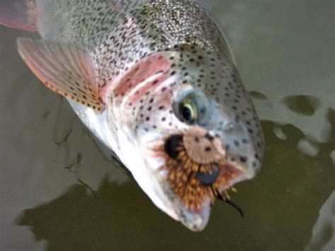 Alaska Top Water Rainbow Trout Fishing - Drifting on the Fly, LLC