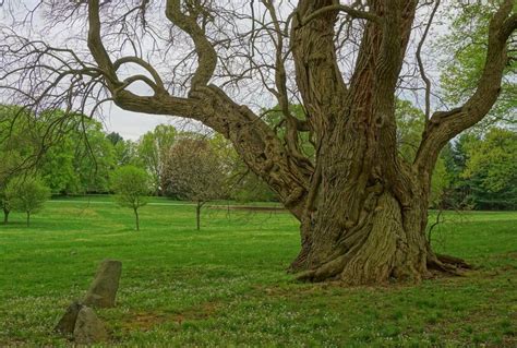 PlantFiles Pictures: Maclura Species, Bois d'arc, Bodock Tree, Hedge Apple, Horse Apple, Osage ...