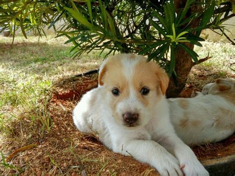 Mixed Breed Puppies Adopted - 3 Years 11 Months, 5 Puppies For Adoption - Urgent! from Melaka ...