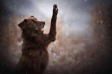 Hello Winter :) | Dog portraits, Dogs, Mans best friend