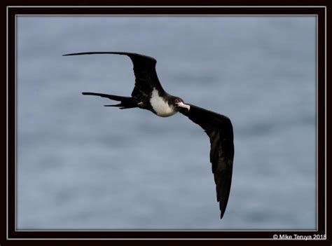 When the iwa bird flies the rough sea will be calm — Halau i Ka Pono