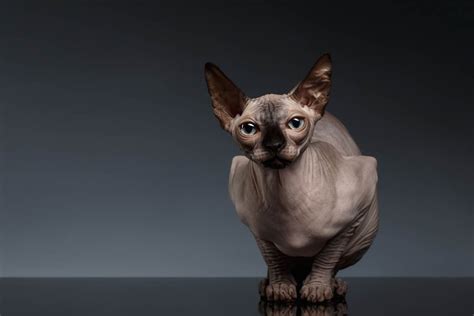 Sphynx Cat Breed Profile - Cat-World