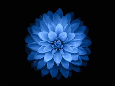 blue lotus flower-Apple iOS8 iPhone6 Plus HD Wallpaper Preview | 10wallpaper.com