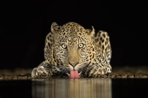 Brendon Cremer's must-have wildlife photography kit