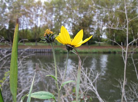 flowering plant, fragility, close-up, growth, macro, outside, Country, vulnerability, bloom ...