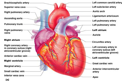 Internnal Diagram Heart Internal Diagram Heart Internal Structure Human Heart Anatomy | Heart ...