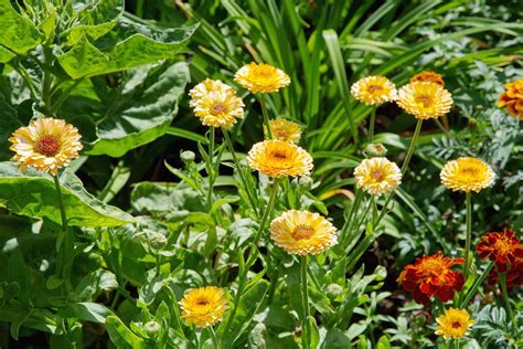 7 Steps to Harvesting and Saving Marigold Seeds | Gardener's Path