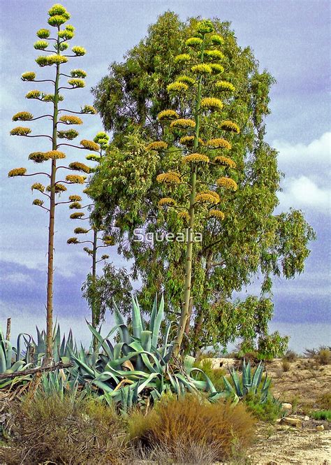 "American Aloe / Century Plant Flowers" by Squealia | Redbubble