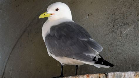 Black-legged Kittiwake | Audubon Field Guide