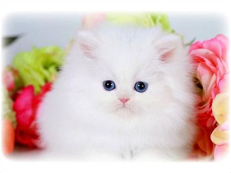 Teacup Persian Cats | Teacup Persian Kittens Available - Unionville ...