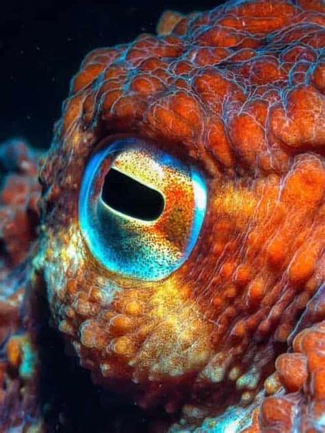 Octopus Eyes: Everything You Need To Know About Cephalopod Vision Story - OctoNation - The ...