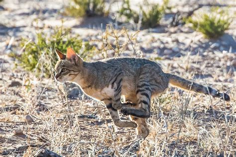 African Wild Cat hunting | This African Wild Cat (Felis Silv… | Flickr