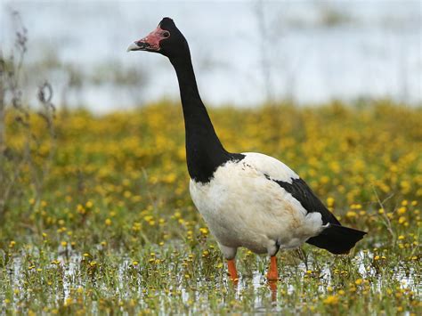 Magpie Goose - eBird