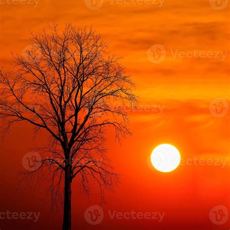 silhouette dead tree at sunset 3191238 Stock Photo at Vecteezy