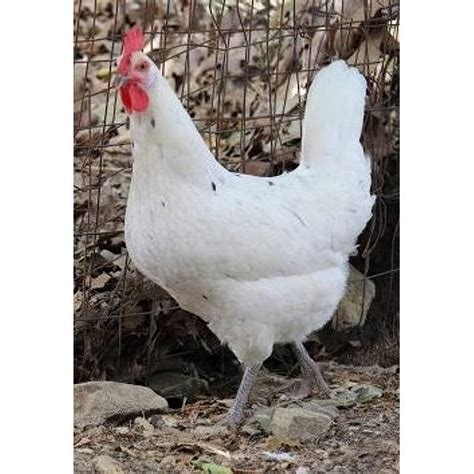 Cackle Hatchery Austra White Chicken, Pullet (Female) - 132F | Blain's Farm & Fleet