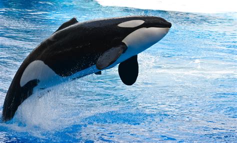 White and black whale, orca, animals, whale, water HD wallpaper | Wallpaper Flare