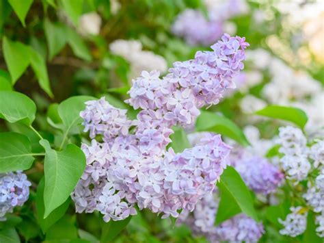 Light Purple Plants For A Pretty, Pastel Garden