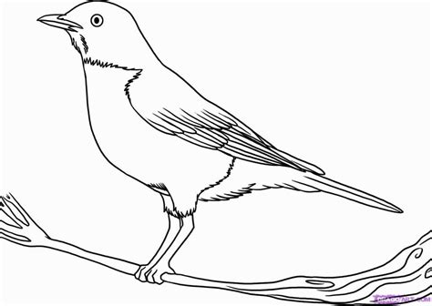 Robin Bird Coloring Pages | Bird drawings, Bird coloring pages, Drawings