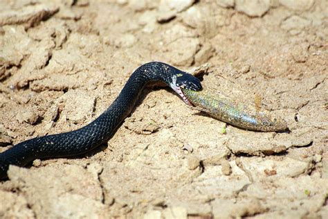 Small Adder Snake With Fish Photograph by Mikhail Kokhanchikov - Pixels