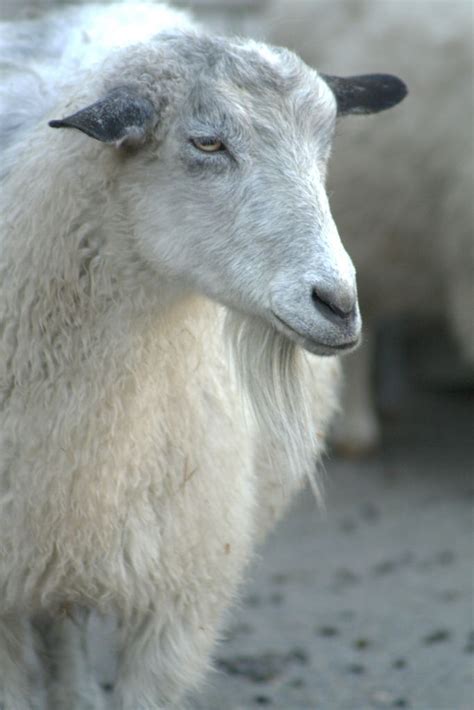 Pygora Goat by ArranET. | Goats, Raising goats, Pygora goats