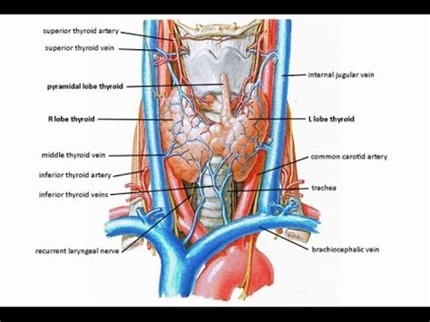 Innervation of the Larynx - Vagus - Superior laryngeal and recurrent laryngeal nerve - YouTube