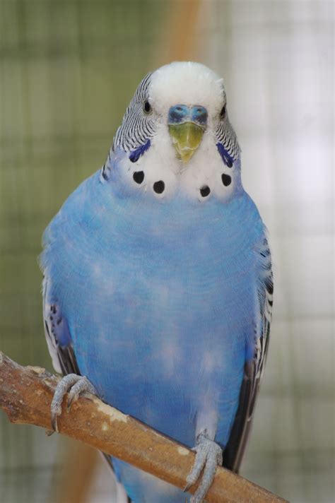 10 Tips For Caring For Your Parakeet, Dog, Cat and other Pet Friendly ...