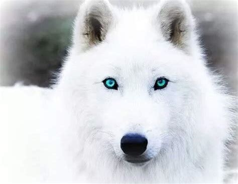 Snow | Wiki | ༴ Wolf Pack RP Amino ༴ Amino