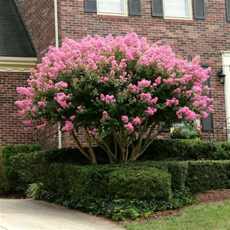 Sioux Crape Myrtle Trees for Sale – FastGrowingTrees.com