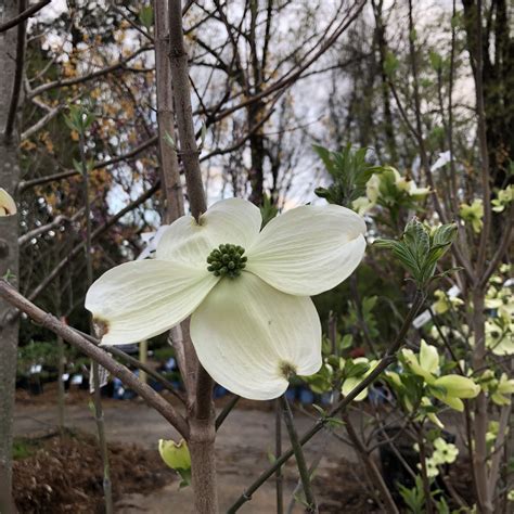 Spring Blooming Trees for Arkansas - Good Earth Garden Center