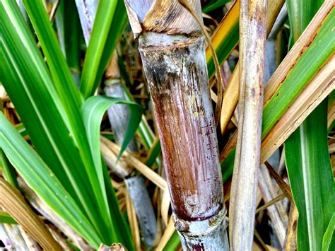 B69566: The Dandy of our Sugar Cane Varieties - CaneCo : CaneCo