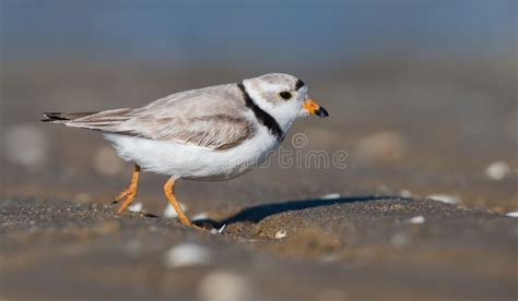 A Piping Plover in New Jersey Stock Image - Image of jersey, delaware: 107244453