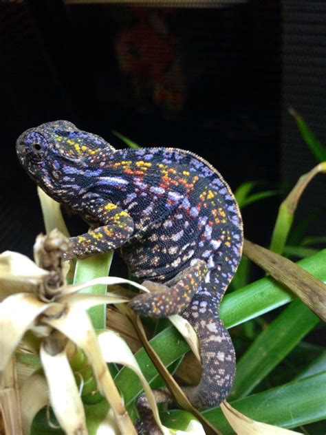 Carpet Chameleon (female) | Reptiles and amphibians, Animals, Colorful ...