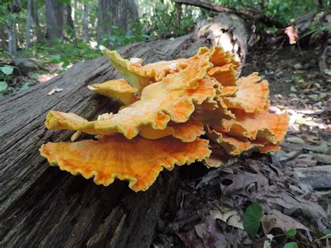 5 Easy-To-Identify Edible Mushrooms For The Beginning Mushroom Hunter | Wild Foodism