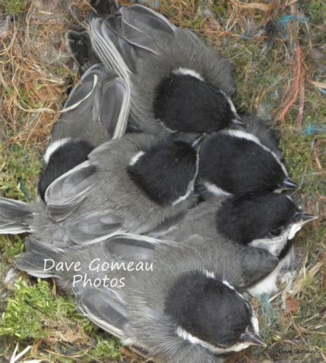 NESTING BABY BIRDS, Chickadee Nestlings, Bird's Nest, Nature Photo ...